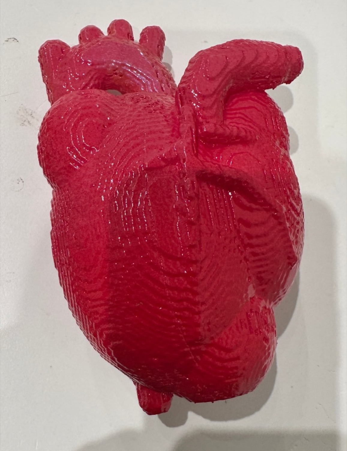 可由观众触摸的三维打印人体心脏模型
